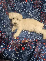 Snuggles, a male Miniature Schnauzer for sale in Logansport, LA – 2 of 9