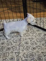 Sugar, a female Miniature Schnauzer for sale in Logansport, LA – 5 of 10