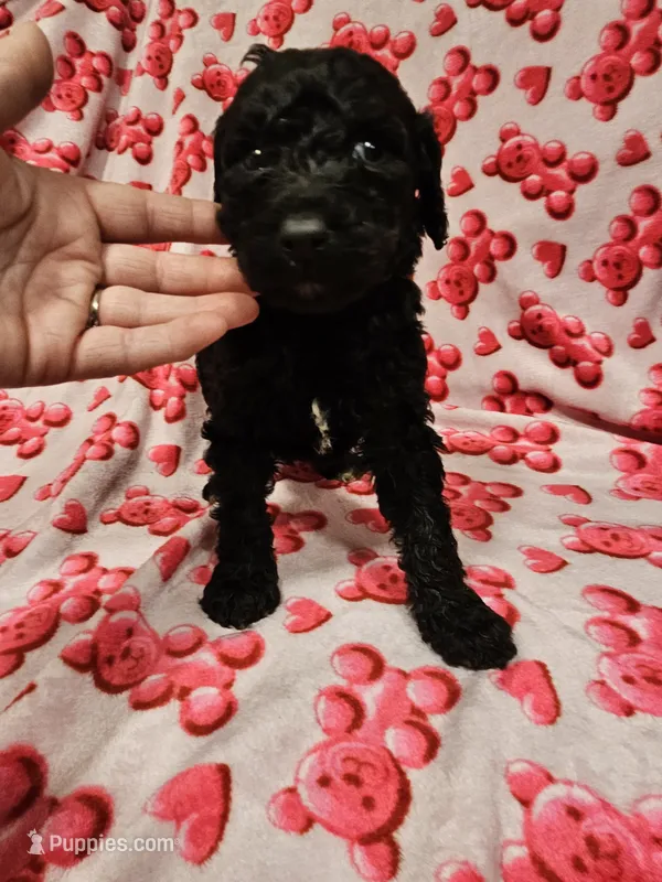 Rowdy – Poodle - Standard  puppy for sale in Logansport, LA