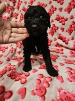 Rowdy, a male Poodle - Standard  for sale in Logansport, LA – 1 of 1