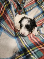 Peppy, a male Maltipoo for sale in Logansport, LA – 4 of 4