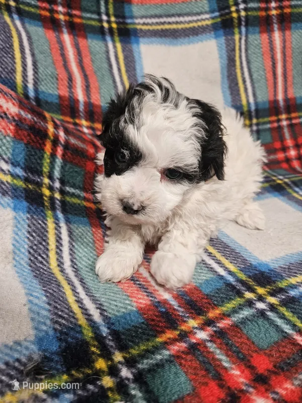 Panda – Maltipoo puppy for sale in Logansport, LA