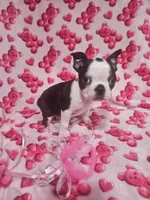Bruce, a male Boston Terrier for sale in Logansport, LA – Photo 1 of 7