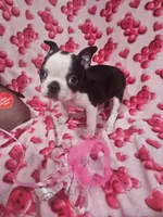 Bruce, a male Boston Terrier for sale in Logansport, LA – Photo 4 of 7