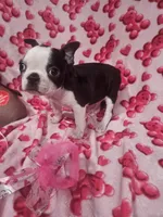 Bruce, a male Boston Terrier for sale in Logansport, LA – Photo 6 of 7