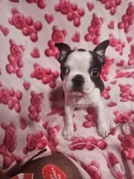 Bruce, a male Boston Terrier for sale in Logansport, LA – Photo 5 of 7