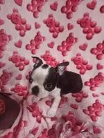 Bruce, a male Boston Terrier for sale in Logansport, LA – Photo 7 of 7