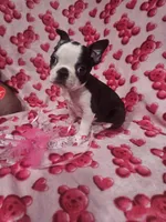 Bruce, a male Boston Terrier for sale in Logansport, LA – Photo 2 of 7