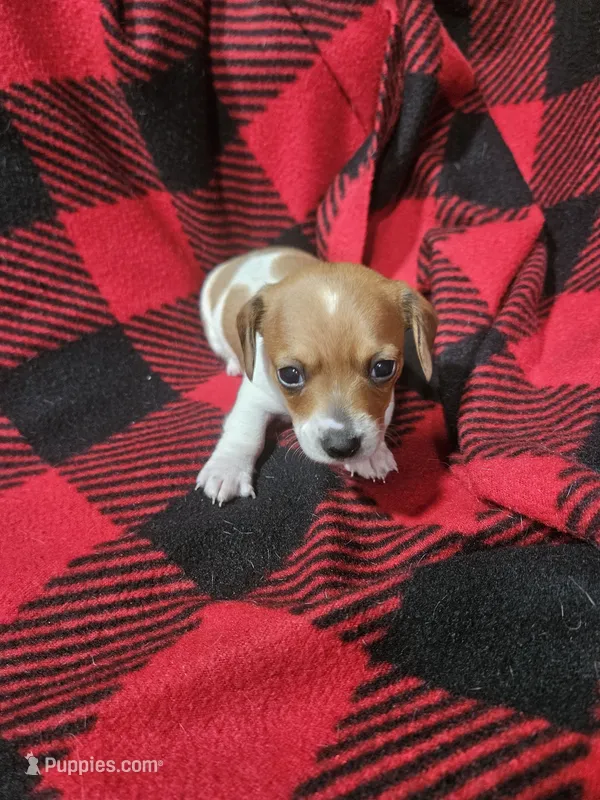 T Tiny  – Chiweenie puppy for sale in Logansport, LA