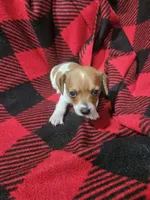 T Tiny , a male Chiweenie for sale in Logansport, LA – 1 of 7