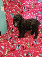 Shadow, a female Poodle - Standard  for sale in Logansport, LA – 2 of 3