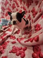 Jenna, a female Boston Terrier for sale in Logansport, LA – Photo 5 of 7