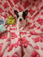 Jenna, a female Boston Terrier for sale in Logansport, LA – Photo 2 of 7