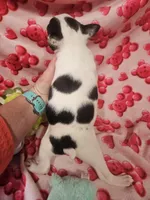 Jenna, a female Boston Terrier for sale in Logansport, LA – Photo 3 of 7