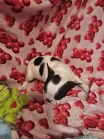 Jenna, a female Boston Terrier for sale in Logansport, LA – Photo 6 of 7