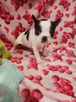 Jenna, a female Boston Terrier for sale in Logansport, LA – Photo 7 of 7