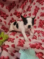 Jenna, a female Boston Terrier for sale in Logansport, LA – Photo 1 of 7