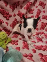 Jenna, a female Boston Terrier for sale in Logansport, LA – Photo 4 of 7