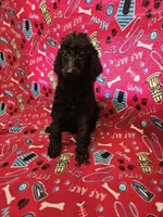 Sheila , a female Poodle - Standard  for sale in Logansport, LA – 1 of 3