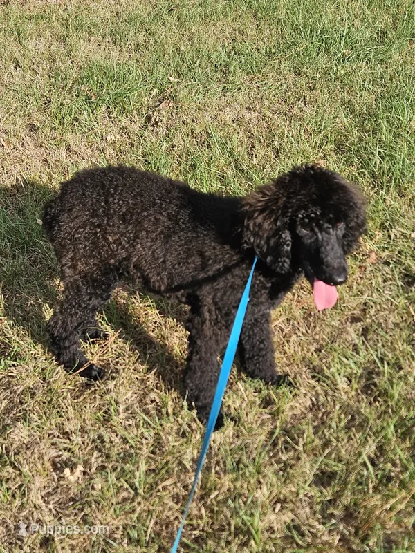 Shadow – Poodle - Standard  puppy for sale in Logansport, LA