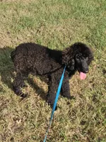 Shadow, a male Poodle - Standard  for sale in Logansport, LA – 3 of 9