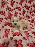 Snuggles, a male Miniature Schnauzer for sale in Logansport, LA – 4 of 4