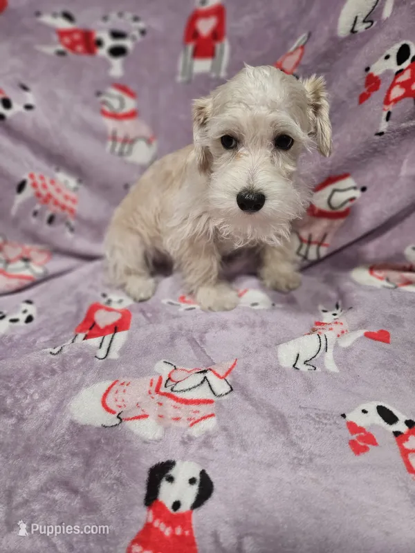 Polar – Miniature Schnauzer puppy for sale in Logansport, LA