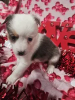 processed/afe30f9b-3f31-410f-9228-03a4ab69f6db/listing/5f7db8d3-01ed-4cca-a15e-8ebf9532dac6/c6cb0f8c-885a-4174-8096-dcd67da6d758