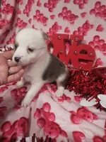 processed/afe30f9b-3f31-410f-9228-03a4ab69f6db/listing/5f7db8d3-01ed-4cca-a15e-8ebf9532dac6/c92c74af-3ab9-4c66-bf73-ccbe4b8ac09d