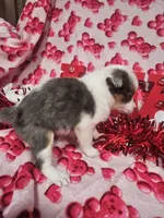 processed/afe30f9b-3f31-410f-9228-03a4ab69f6db/listing/5f7db8d3-01ed-4cca-a15e-8ebf9532dac6/f713e5ee-12e9-4980-a8bc-07fb5d9bb2aa