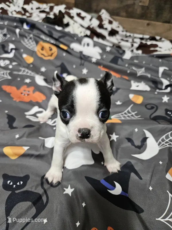 Jazzy – Boston Terrier puppy for sale in Logansport, LA