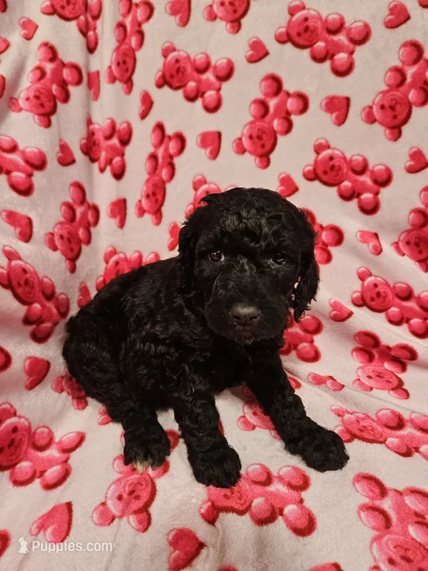 Pepper – Poodle - Standard  puppy for sale in Logansport, LA