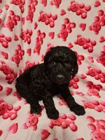 Pepper, a female Poodle - Standard  for sale in Logansport, LA – 1 of 2
