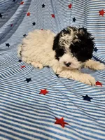 Peppy, a male Maltipoo for sale in Logansport, LA – 6 of 7