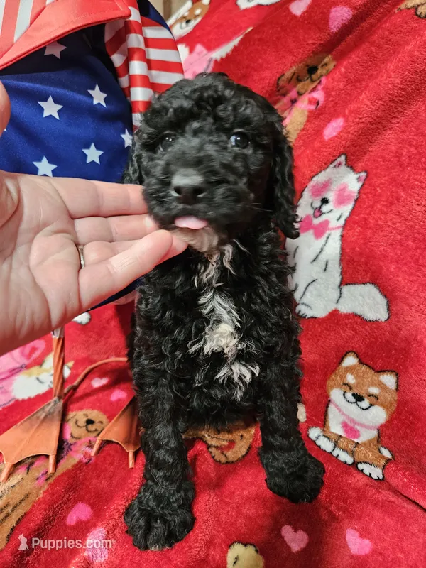 Rowdy – Poodle - Standard  puppy for sale in Logansport, LA