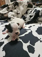 Snoop, a male Boston Terrier for sale in Logansport, LA – 2 of 6