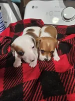 Charlie , a male Chiweenie for sale in Logansport, LA – 4 of 4