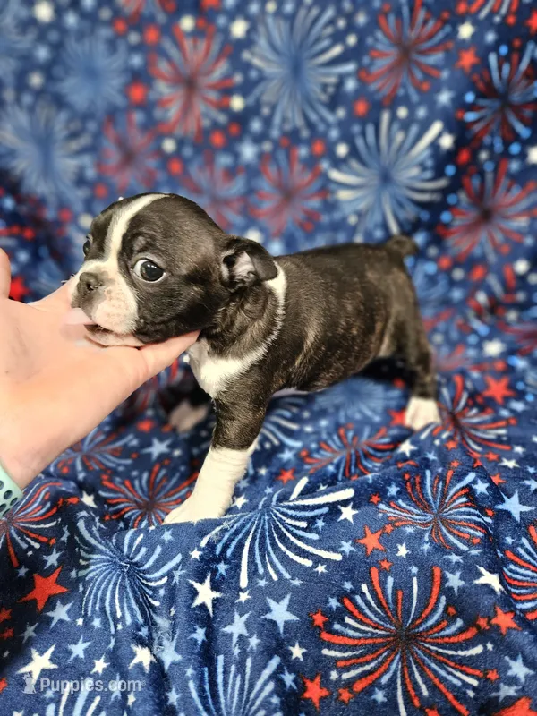 Levi – Boston Terrier puppy for sale in Logansport, LA