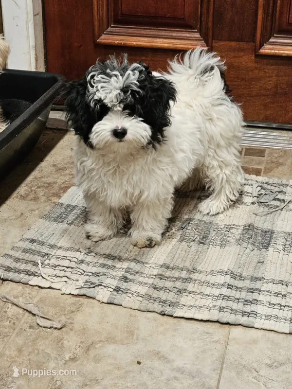 Peppy – Maltipoo puppy for sale in Logansport, LA