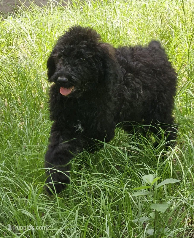 Shadow – Poodle - Standard  puppy for sale in Logansport, LA