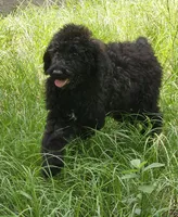 Shadow, a male Poodle - Standard  for sale in Logansport, LA – 1 of 5
