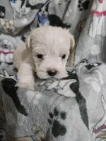 Polar, a male Miniature Schnauzer for sale in Logansport, LA – Photo 2 of 2