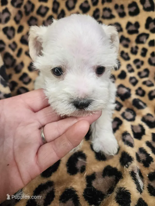 Polar – Miniature Schnauzer puppy for sale in Logansport, LA