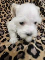 Polar, a male Miniature Schnauzer for sale in Logansport, LA – 6 of 10