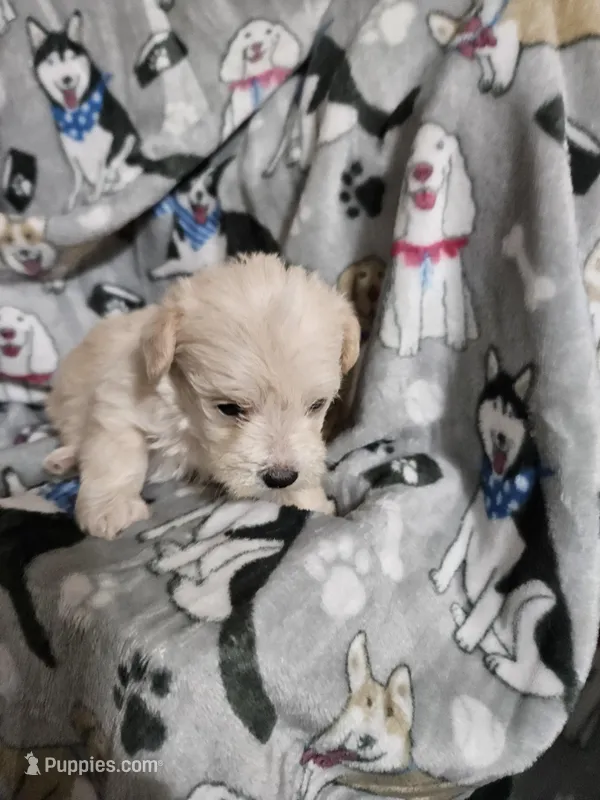 Polar – Miniature Schnauzer puppy for sale in Logansport, LA