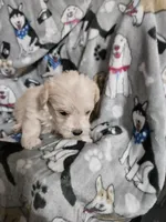 Polar, a male Miniature Schnauzer for sale in Logansport, LA – Photo 1 of 2