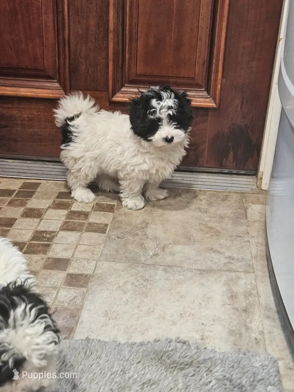 Peppy – Maltipoo puppy for sale in Logansport, LA