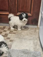 Peppy, a male Maltipoo for sale in Logansport, LA – 1 of 7