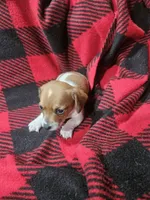 T Tiny , a male Chiweenie for sale in Logansport, LA – 2 of 7