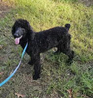 Shadow, a male Poodle - Standard  for sale in Logansport, LA – 4 of 9